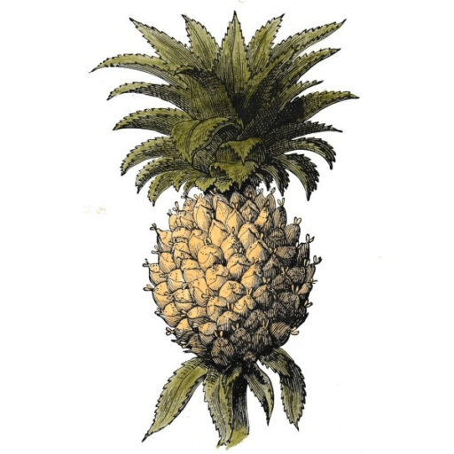 pineapple